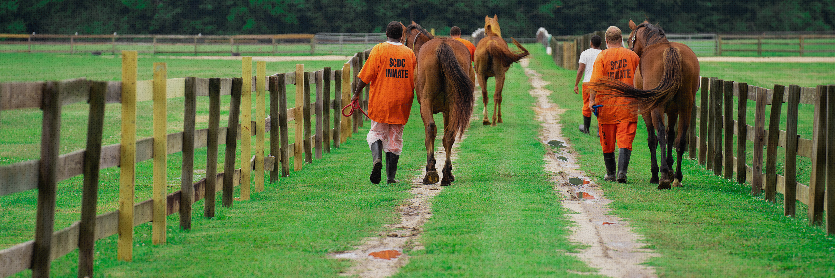 Inmates Guiding Horses to Pasture
